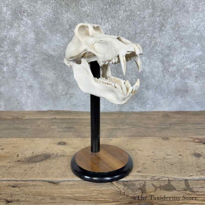 chacma baboon full skull for sale 31436 the taxidermy store.jpeg chacma baboon full skull for sale 31436 the taxidermy store.jpeg