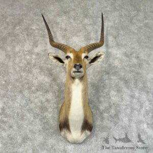 common lechwe shoulder mount for sale 31329 the taxidermy store.jpeg
