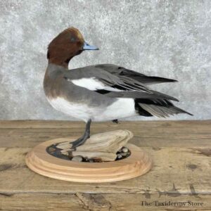 eurasian wigeon duck bird mount for sale 31089 the taxidermy store.jpeg