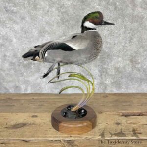 falcated duck bird mount for sale 31540 the taxidermy store.jpeg