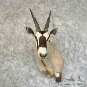 gemsbok oryx shoulder mount for sale 31321 the taxidermy store.jpeg
