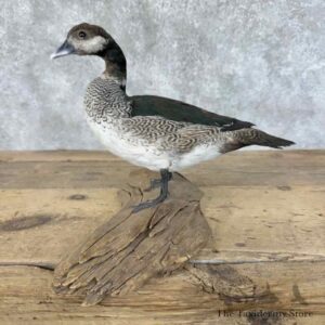 green pygmy goose bird mount for sale 31425 the taxidermy store.jpeg