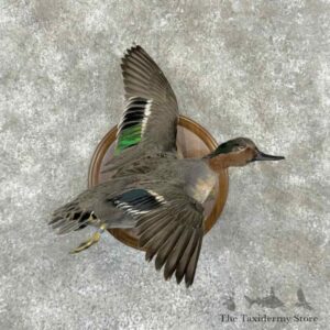 green winged teal duck mount for sale 31523 the taxidermy store.jpeg