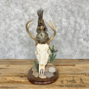 Grey Squirrel Life-size Taxidermy Mount for Sale