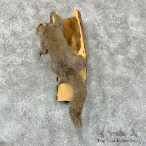 grey squirrel life size mount for sale 29584 the taxidermy store.jpeg