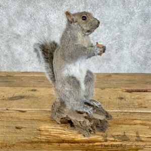 grey squirrel life size mount for sale 29679 the taxidermy store.jpeg