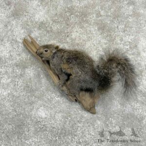 Grey Squirrel Life-size Taxidermy Mount for Sale