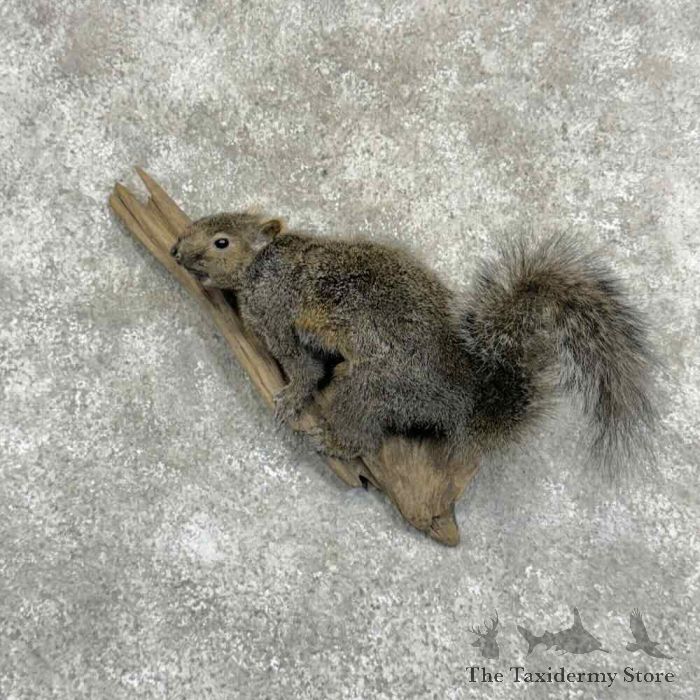 Grey Squirrel Life-size Taxidermy Mount for Sale