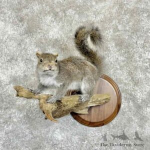 Grey Squirrel Life-size Taxidermy Mount for Sale