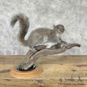 grey squirrel life size mount for sale 31539 the taxidermy store.jpeg