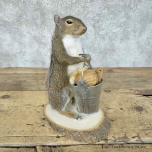 grey squirrel novelty mount for sale 30581 the taxidermy store.jpeg