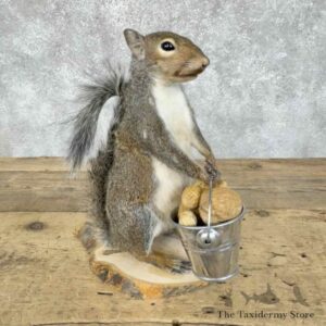 grey squirrel novelty mount for sale 30582 the taxidermy store.jpeg