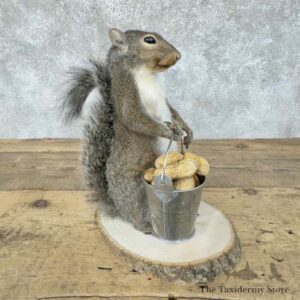 grey squirrel novelty mount for sale 30583 the taxidermy store.jpeg