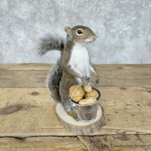 grey squirrel novelty mount for sale 30584 the taxidermy store.jpeg
