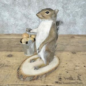 grey squirrel novelty mount for sale 30585 the taxidermy store.jpeg