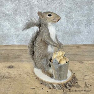 grey squirrel novelty mount for sale 30586 the taxidermy store.jpeg