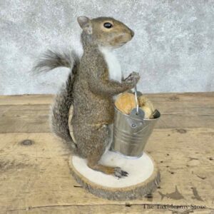 grey squirrel novelty mount for sale 30587 the taxidermy store.jpeg