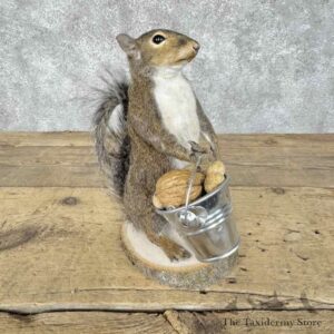 grey squirrel novelty mount for sale 30588 the taxidermy store.jpeg
