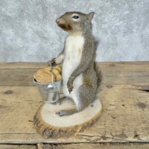 grey squirrel novelty mount for sale 30589 the taxidermy store.jpeg
