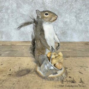 grey squirrel novelty mount for sale 30592 the taxidermy store.jpeg