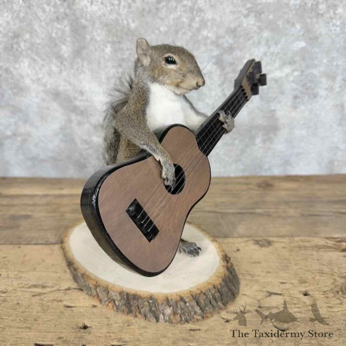 grey squirrel novelty mount for sale 30599 the taxidermy store.jpeg