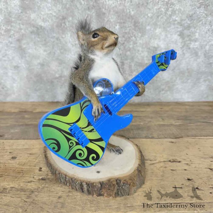 grey squirrel novelty mount for sale 30600 the taxidermy store.jpeg