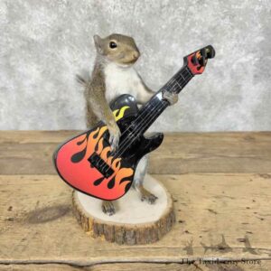 Grey Squirrel Novelty Taxidermy Mount for Sale