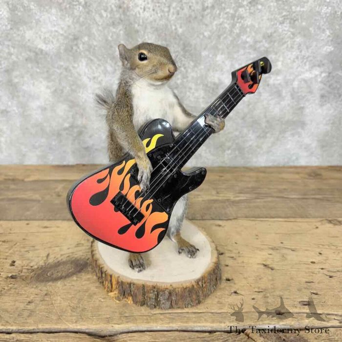 Grey Squirrel Novelty Taxidermy Mount for Sale