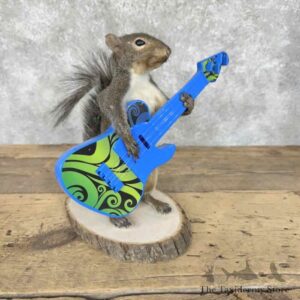 Grey Squirrel Novelty Taxidermy Mount for Sale