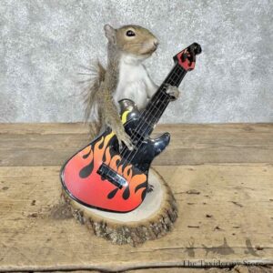 Grey Squirrel Taxidermy Mount for Sale
