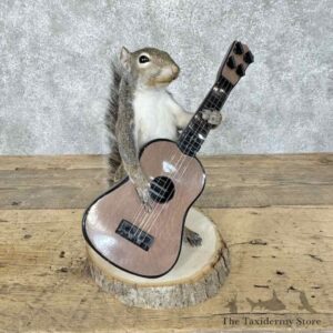 Grey Squirrel Novelty Taxidermy Mount for Sale
