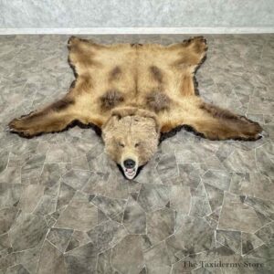 grizzly bear full size rug mount for sale 31023 the taxidermy store.jpeg