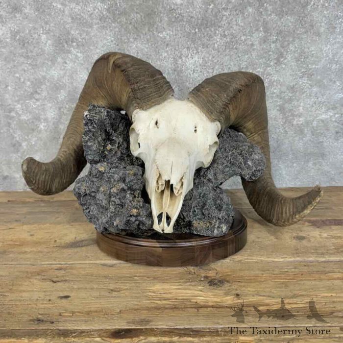 idaho bighorn sheep skull display for sale 31385 the taxidermy store.jpeg