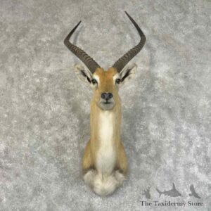 kafue flats lechwe shoulder mount for sale 31330 the taxidermy store.jpeg