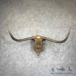 longhorn steer shoulder mount for sale 31510 the taxidermy store.jpeg