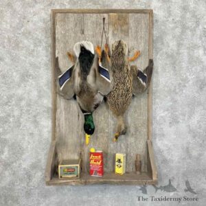 mallard duck scene mount for sale 31196 the taxidermy store.jpeg