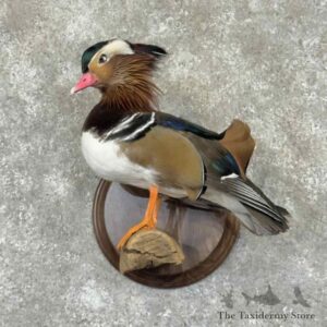 mandarin duck bird mount for sale 31524 the taxidermy store.jpeg