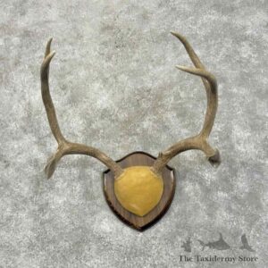 mule deer antler plaque mount for sale 31411 the taxidermy store.jpeg
