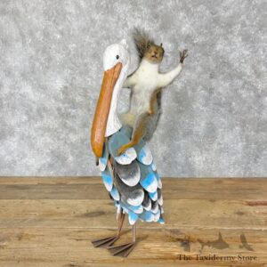 novelty grey squirrel mount for sale 28372 the taxidermy store.jpeg