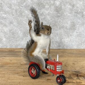 novelty grey squirrel mount for sale 28394 the taxidermy store.jpeg
