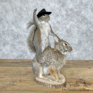 Novelty Grey Squirrel & Rabbit Mount for Sale