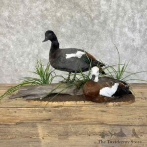 paradise shelduck pair mount for sale 31114 the taxidermy store.jpeg