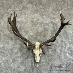 red deer skull antler european mount for sale 31405 the taxidermy store.jpeg