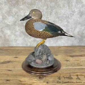 red shoveler duck mount for sale 31103 the taxidermy store.jpeg