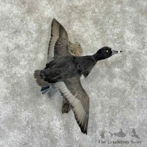 ring necked duck bird mount for sale 31357 the taxidermy store.jpeg