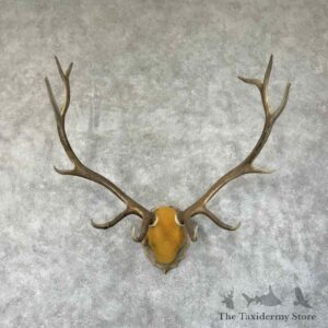 rocky mountain elk plaque mount for sale 31349 the taxidermy store.jpeg