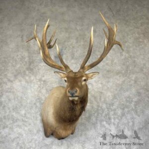 rocky mountain elk shoulder mount for sale 31516 the taxidermy store.jpeg