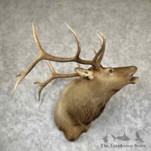 rocky mountain elk shoulder mount for sale 31517 the taxidermy store.jpeg