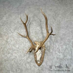 rocky mountain elk skull european mount for sale 31238 the taxidermy store.jpeg