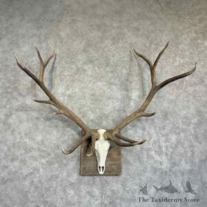 rocky mountain elk skull european mount for sale 31404 the taxidermy store.jpeg